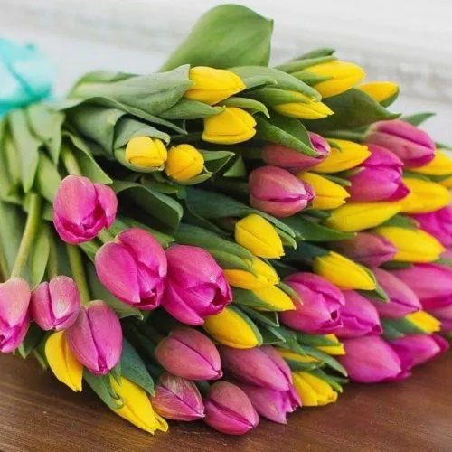 Bouquet of 51 Tulips (mix)