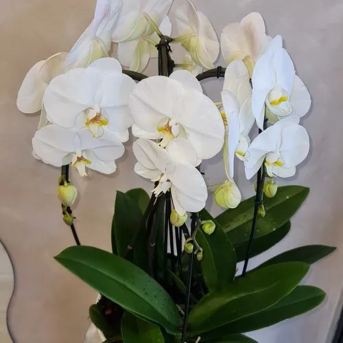 Phalaenopsis Orchid