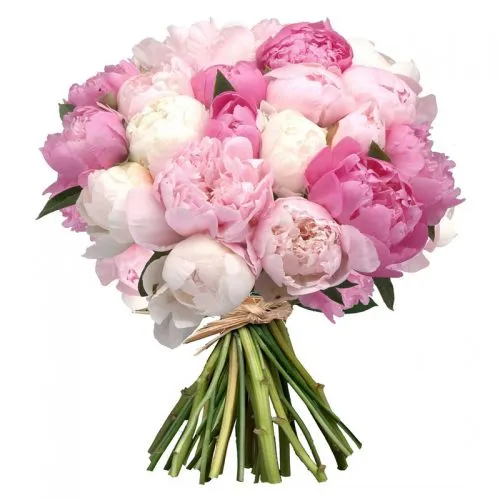 Bouquet of 23 Peonies