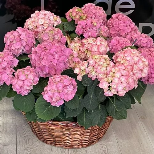 Hydrangea in a Basket