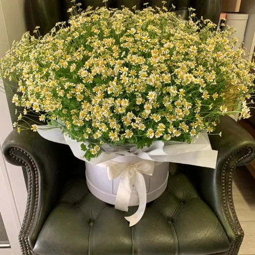 Chamomile in a hat box