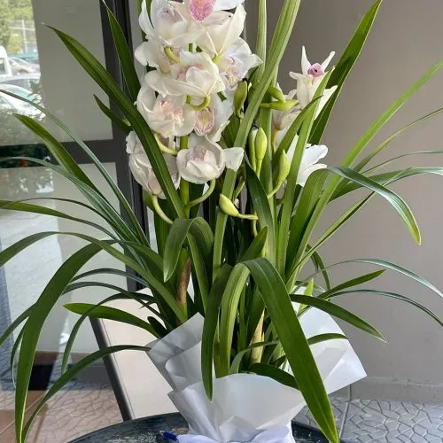 Orchid Cymbidium