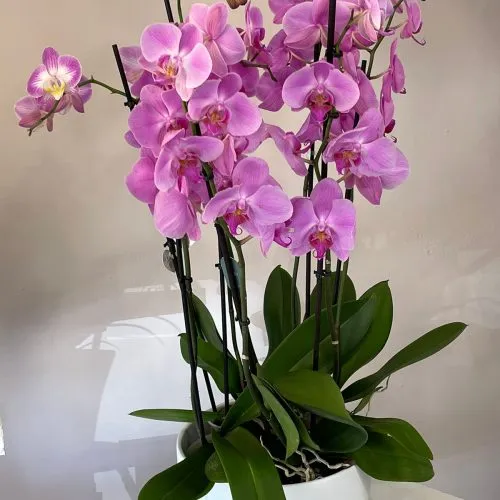 Orchid in Vase