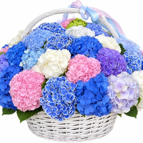 Гортензии в корзине